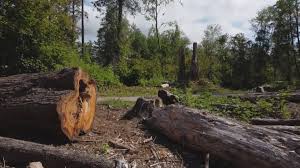 Trusted Reliez Valley, CA Tree Removal and Landscaping Services Experts